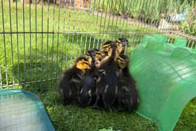 The ducklings are now thriving in foster care