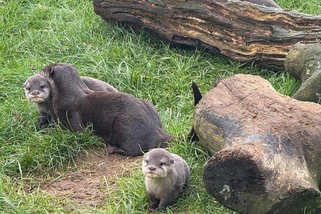 Otter Pups