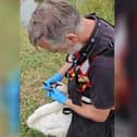 Watch the moment a young swan who is tangled in fishing wire is rescued from drowning in the river