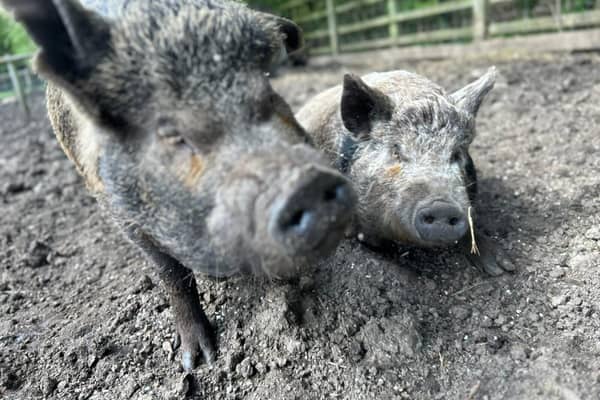 Tina and Squeaks pulled the wool to get extra treats - Animal News Agency