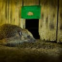 BG - A hedgehog by a Hedgehog Highway- Credit Christopher Morgan