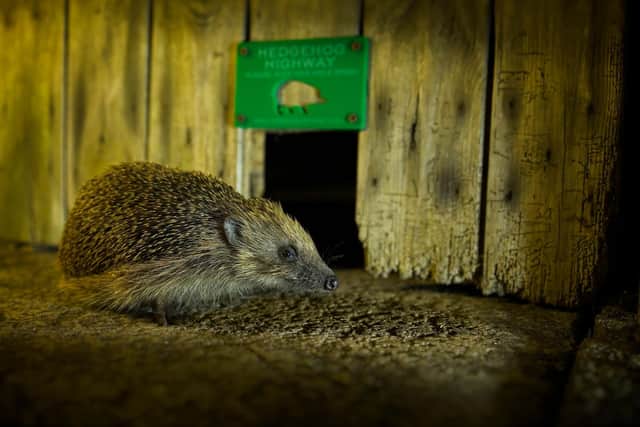 BG - A hedgehog by a Hedgehog Highway- Credit Christopher Morgan