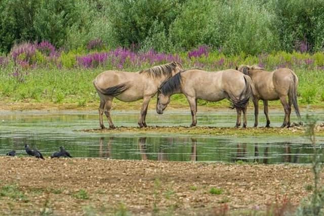 A herd of wild Konik ponies can be seen at the MK nature reserve