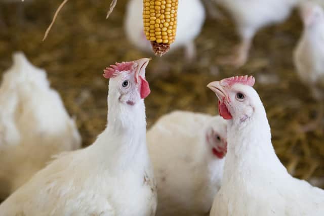 The RSPCA wants all chickens to have better lives