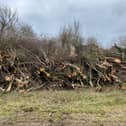 Dozens of trees have been felled at the Westcroft patch of land