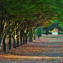 The Tree Cathedral in Milton Keynes