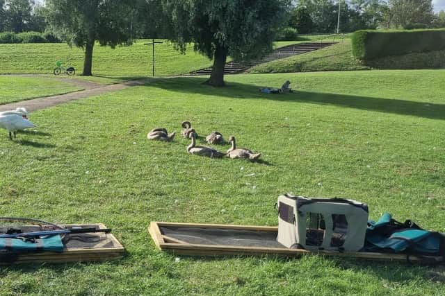 The oil-covered swans about to be rounded up in a pen at Teardrop Lakes in Milton Keynes