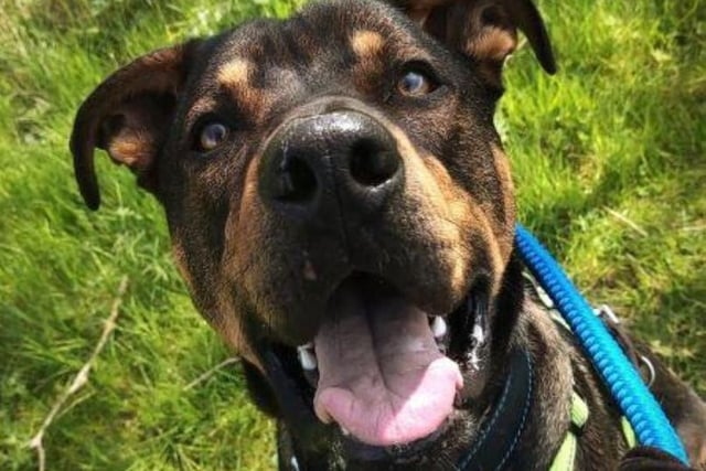 Harley loves exploring on walks and doesn't mind car journeys. He has shown great skill during training, and already knows how to sit, give paw, lie down, stay and leave it. Is Harley the perfect new addition to your home?