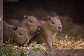 Capybara Babies
