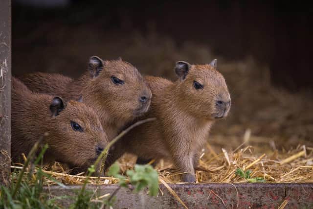 Capybara Babies