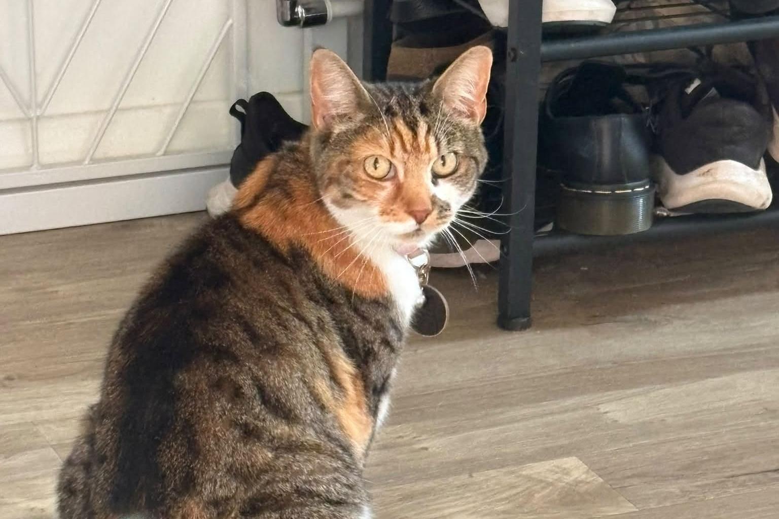 All cat owners warned after cat is mutilated and killed by sick human with ...