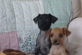 Puppies Double and Decker were left to die in a cardboard box at a bus stop in Milton Keynes