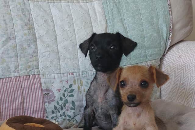Puppies Double and Decker were left to die in a cardboard box at a bus stop in Milton Keynes