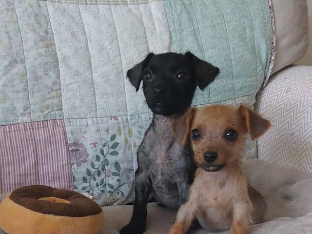 Puppies Double and Decker were left to die in a cardboard box at a bus stop in Milton Keynes