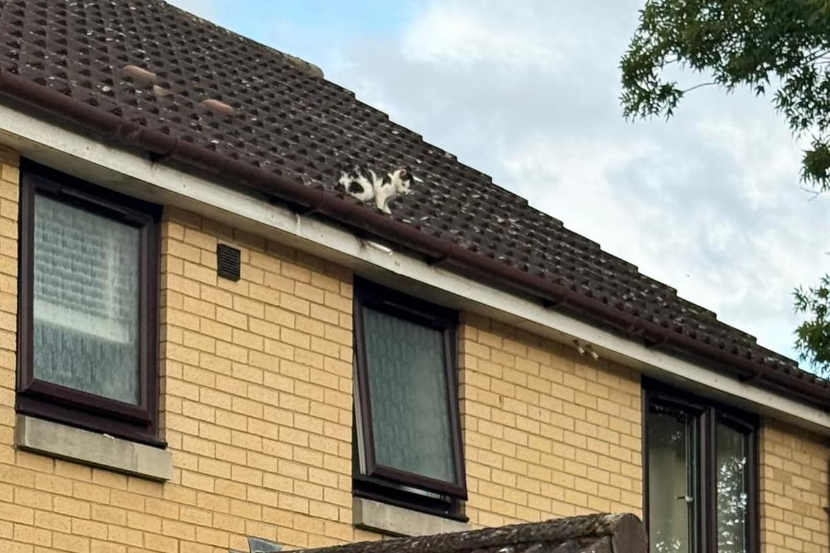 Katze nach drei Tagen auf einem Dach in Milton Keynes gerettet – aber wem ...
