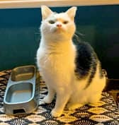 Kato's owner is raising funds to help pay for treatment