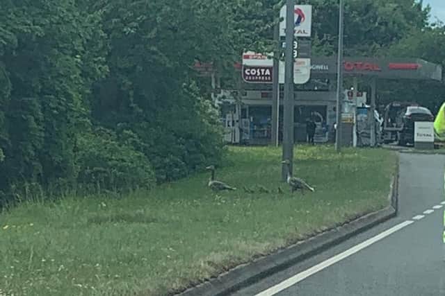 The geese made it safely across the road