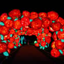 The Land of Lights Festival features a rose arch especially for Valentine's Day