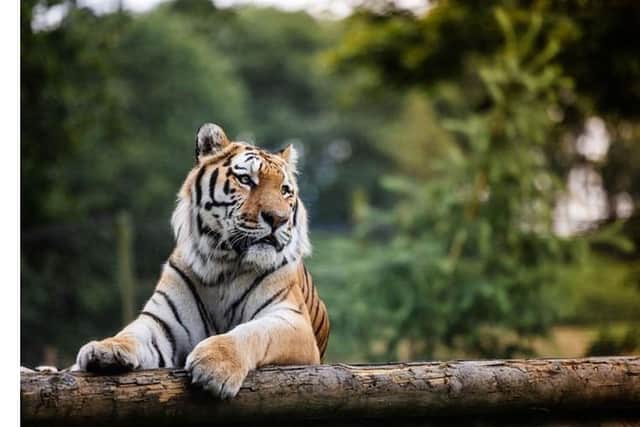 Win an unforgettable trip at Woburn Safari Park
