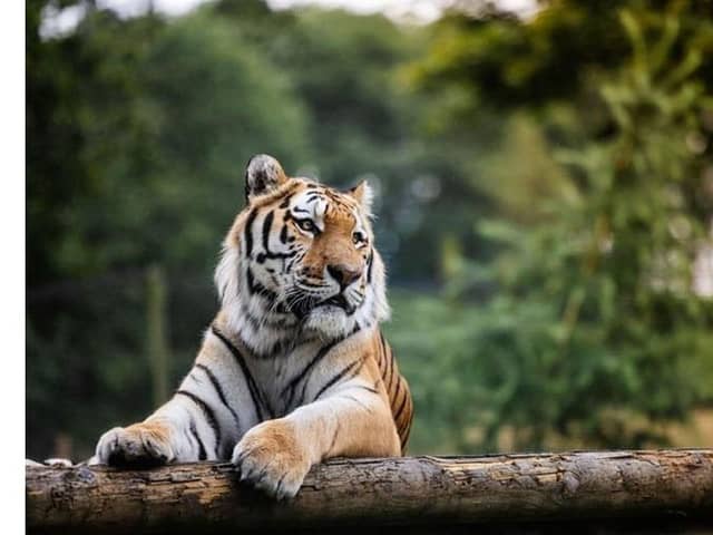 Win an unforgettable trip at Woburn Safari Park