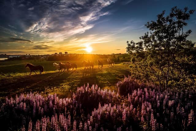 Drive through the stunning Icelandic landscape