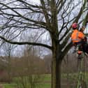 The Parks Trust tree surgeons will be demonstrating their skills in Milton Keynes