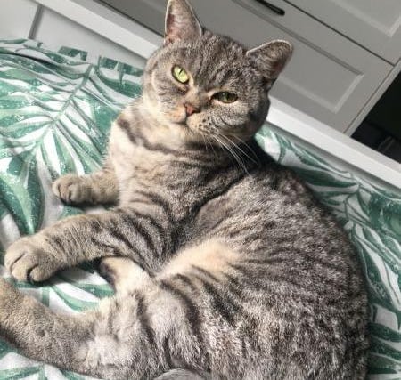 Fate the British Shorthair is independent, but does fancy a good fuss every so often. Her favourite thing to do is have a snooze on the bed, but she loves to spend time outdoors.