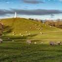 Sheep grazing in Campbell Park