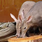 Aardvarks Nacho and Terry at Whipsnade Zoo - Credit ZSL