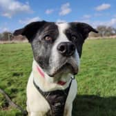Bella is a beautiful eight-year-old Akita cross Collie who has lots of love to give. Bella can be nervous by nature and takes a little time to warm up to new people, but is excitable once settled into the home. Bella loves a cuddle on the sofa, and would make a wonderful addition to a family with time, patience, and encouragement. Phone: 01908 584000 Email: beds.reception@nawt.org.uk