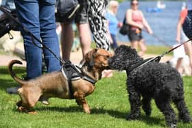 The Big Doggie Do returns to Willen Lake in May