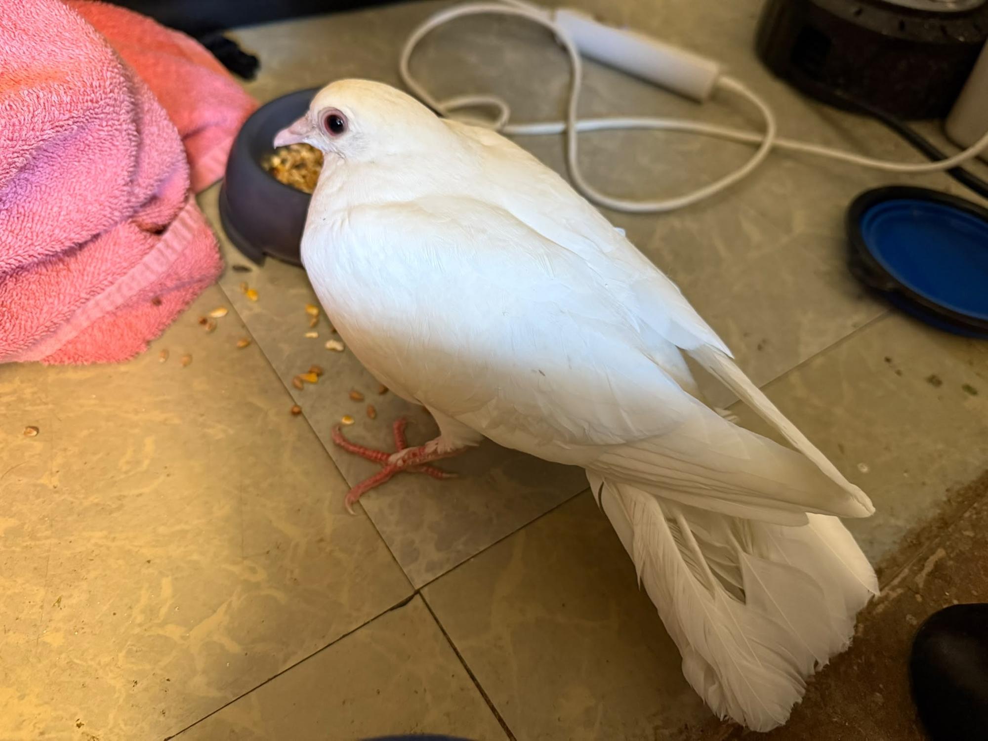 Dove ‘recovering well’ after being rescued from Milton Keynes canal ...