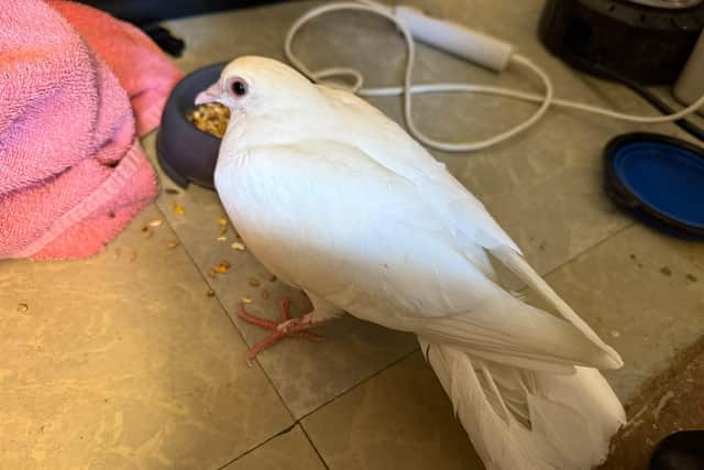 The dove following its rescue from a canal near Milton Keynes