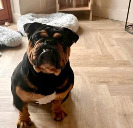 Have you seen Bentley the missing English Bulldog anywhere in Milton Keynes?