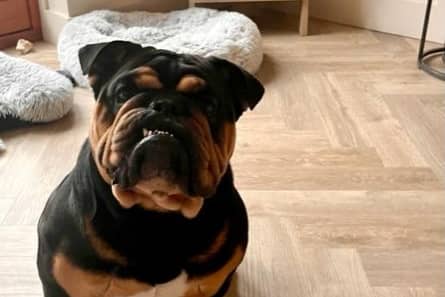 Have you seen Bentley the missing English Bulldog anywhere in Milton Keynes?