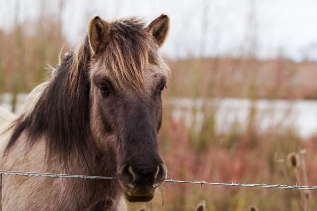 The Konik ponies are moving to Norfolk after being flooded out of their home in Milton Keynes