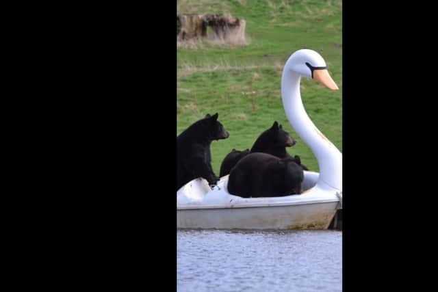 Bears on a boat at Woburn Safari Park