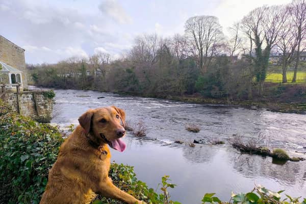 Spring can pose a number of hazards for our dogs - Animal News Agency