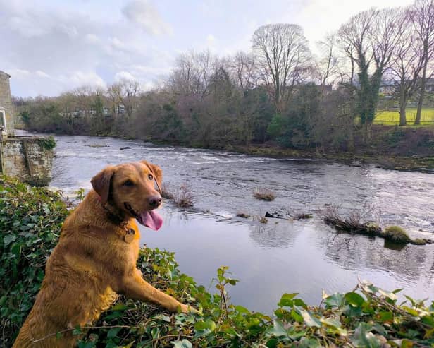 Spring can pose a number of hazards for our dogs - Animal News Agency
