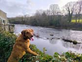 Spring can pose a number of hazards for our dogs - Animal News Agency