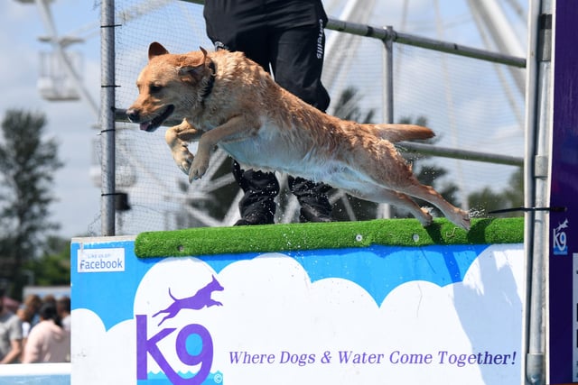 Dog lovers and their canine friends participated in various 'doggie do' events including K9 Aquasport's dock diving and have-a-go-agility events