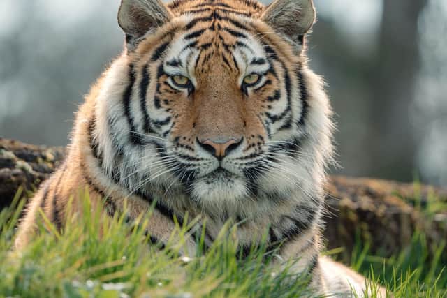 Woburn Safari Park is running a competition with a chance to win a VIP safari with giraffe encounter - if you can name the park's newest tiger, pictured