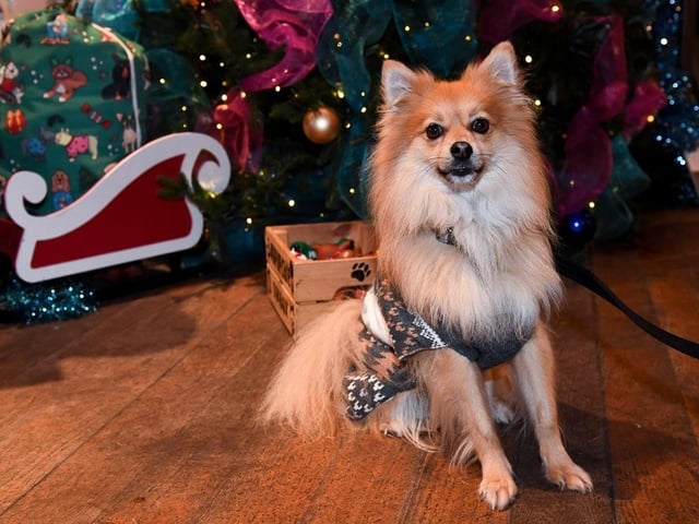 The festive event which was held on Sunday, is touring the country offering a unique experience for pooches and their owners (19/11)