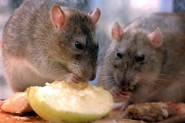 Rat infestations are on the increase in MK