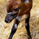 Female Bongo Calf
