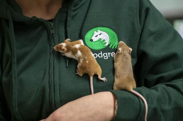Check out these ways to keep our pets healthy and happy on a budget