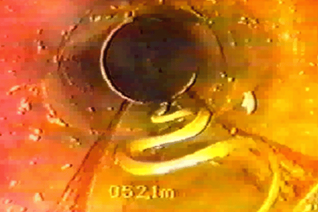 Cameras shown a corn snake slithering through Thames Water’s pipes