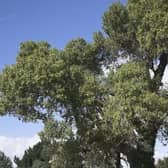 The black poplar tree is an endangered species so the council is planting 100 of them in Milton Keynes