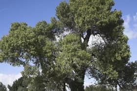 The black poplar tree is an endangered species so the council is planting 100 of them in Milton Keynes