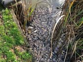 There was a similar problem at Caldecotte Lake in November 2020
